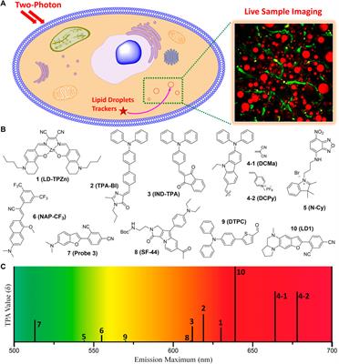 Advances in small molecule two-photon fluorescent trackers for lipid droplets in live sample imaging